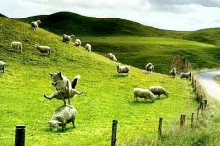 Saute mouton