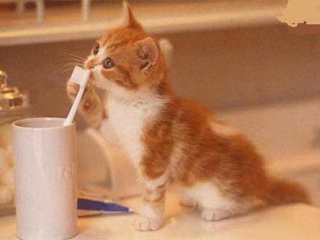 Chat