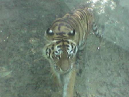 Tigre
