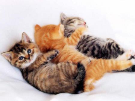 Trois petits minous
