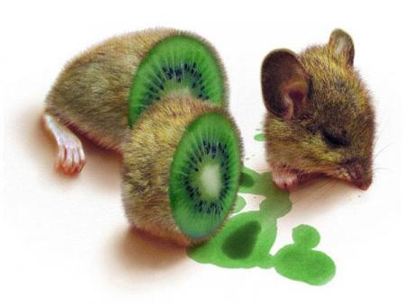 un kiwi