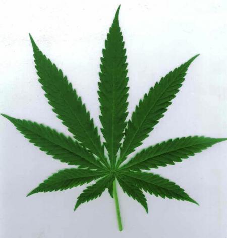 Ma drogue