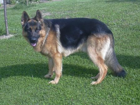 berger allemand