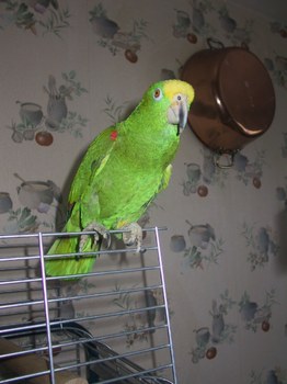 Coco